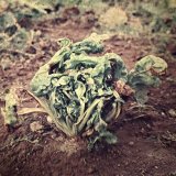 Choroby řepy (1): Virov&eacute; choroby řepy (I.)