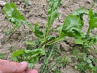 Mšice maková na cukrovce Mšice maková na cukrovce