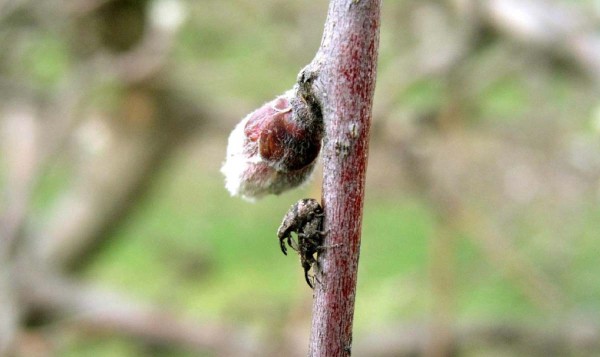 K&nbsp;p&aacute;řen&iacute; květopasů doch&aacute;z&iacute; již na&nbsp;poč&aacute;tku ra&scaron;en&iacute;,  zpravidla za&nbsp;slunn&eacute;ho počas&iacute;