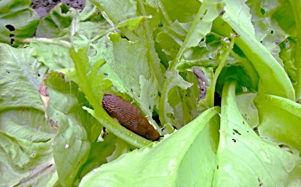 Plz&aacute;k &scaron;kod&iacute;c&iacute; na sal&aacute;tu