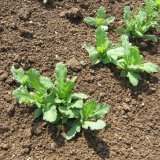 Vitalita osiva m&aacute;ku ve vztahu k&nbsp;poln&iacute; vzch&aacute;zivosti a&nbsp;v&yacute;nosu