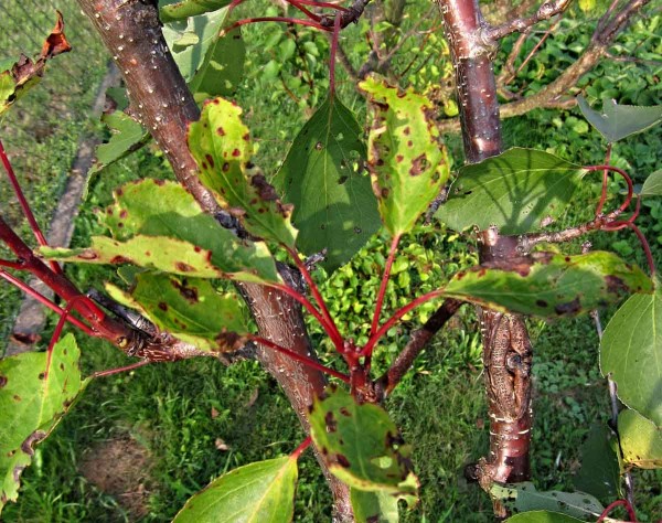 Hnědnutí listů meruňky Hnědnutí listů meruňky