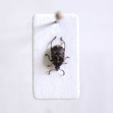 V&yacute;znamn&iacute; &scaron;kůdci luskovin