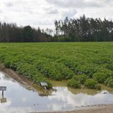 Povětrnostn&iacute; podm&iacute;nky v&nbsp;roce 2020 z&nbsp;hlediska pěstov&aacute;n&iacute; brambor a&nbsp;v&yacute;skytu pl&iacute;sně bramboru