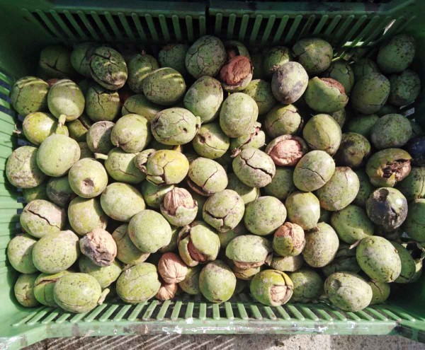 Nepo&scaron;koden&eacute; orechy