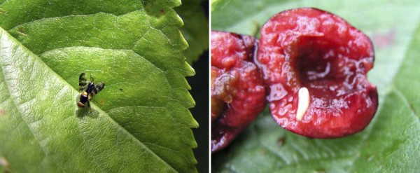 Vrtule třešňová Vrtule třešňová