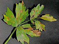 Septoriová skvrnitost listů celeru Septoriová skvrnitost listů celeru