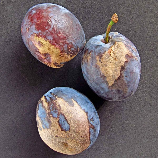 Poškození plodů vlnovníkem višňovým Poškození plodů vlnovníkem višňovým