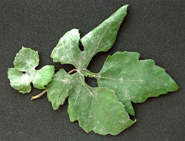 Padlí révy Padlí révy