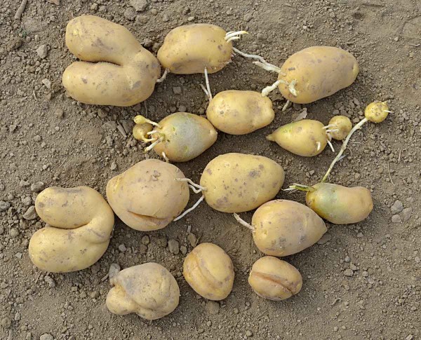 Kl&iacute;čen&iacute; hl&iacute;z v&nbsp;br&aacute;zdě, růstov&eacute; rozprasky a&nbsp;deformace hl&iacute;z bramboru