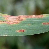 V&yacute;skyt chorob obilnin v&nbsp;odrůdov&yacute;ch pokusech ve vegetačn&iacute;m roce 2017/18