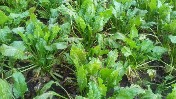 Obr. 1a: Stav cukrovky 13. z&aacute;ř&iacute; 2019 - &uacute;spě&scaron;ně fungicidně o&scaron;etřovan&yacute; porost