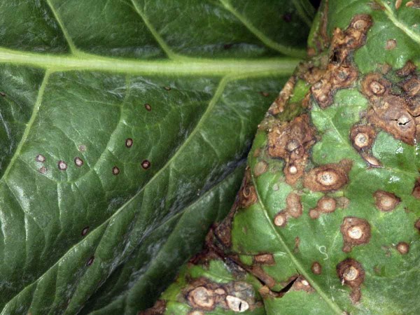 Obr. 5: Cercospora beticola (vlevo) a&nbsp;Ramularia beticola (vpravo)