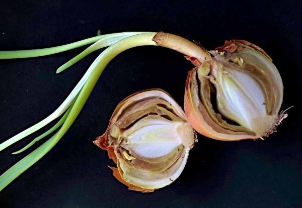 Krčkov&aacute; hniloba česnekovit&yacute;ch