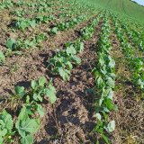 Zvl&aacute;&scaron;tnosti pěstitelsk&eacute;ho ročn&iacute;ku 2019/20