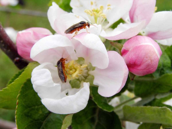 Dospělci pilatky jablečn&eacute;