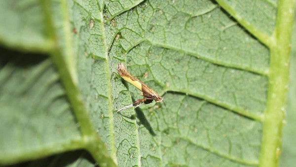 Dospělec vzpř&iacute;menky chmelov&eacute;