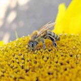 Ovlivňuj&iacute; pěstovan&eacute; hybridy či pesticidn&iacute; o&scaron;etřen&iacute; n&aacute;v&scaron;těvnost slunečnice opylovači?