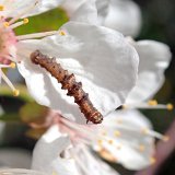 Ochrana proti živoči&scaron;n&yacute;m &scaron;kůdcům sadů v&nbsp;roce 2019