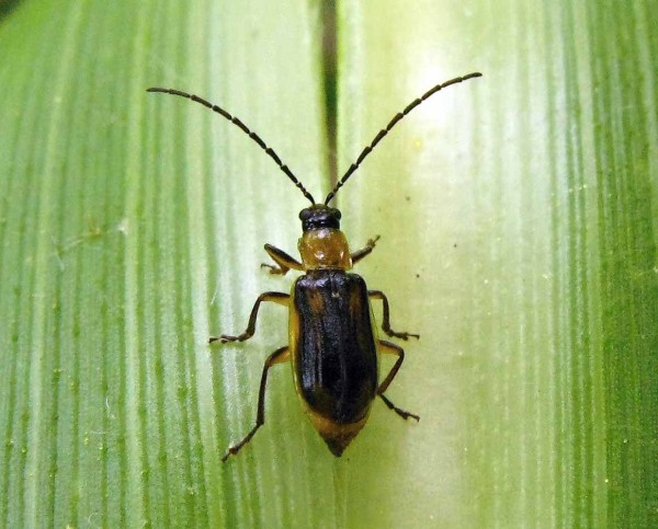 Bázlivec kukuřičný Bázlivec kukuřičný