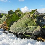 Možnosti regenerace a stimulace rostlin ve stresových situacích Možnosti regenerace a stimulace rostlin ve stresových situacích