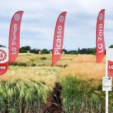 LG Zoro - v&yacute;nosn&aacute; odrůda s&nbsp;rezistenc&iacute; proti vir&oacute;z&aacute;m (BYDV)