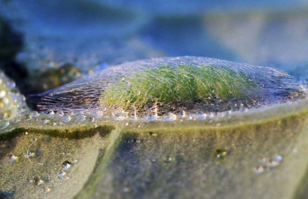 Kukla zápředníčka polního Kukla zápředníčka polního