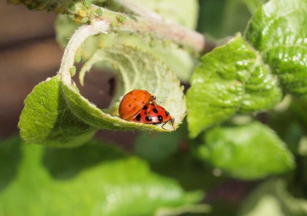 Invazivn&iacute; slun&eacute;čko v&yacute;chodn&iacute; sehr&aacute;v&aacute; v&nbsp;sadech pozitivn&iacute; roli při regulaci m&scaron;ic imer