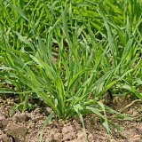 V&yacute;živa jarn&iacute;ho ječmene v&nbsp;proměnliv&yacute;ch podm&iacute;nk&aacute;ch