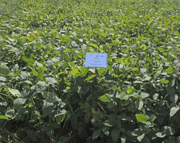 PRE Quantum + Command 36 CS + POST Refine 50 SX + Trend - 1,8 l + 0,2 l + 7,5 g/ha