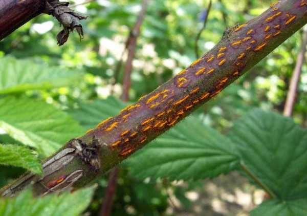 Rez ostružinová Rez ostružinová