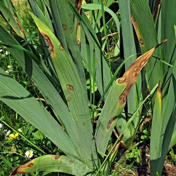 Skvrnitost listů kosatce Skvrnitost listů kosatce