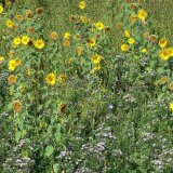 Invázne a expanzívne druhy v podmienkach Slovenska (7) - Zlatobyle a astry Invázne a expanzívne druhy v podmienkach Slovenska (7) - Zlatobyle a astry