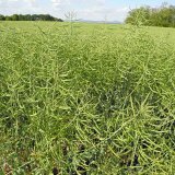 Z&aacute;kladn&iacute; hnojen&iacute; ozim&eacute; řepky drasl&iacute;kem