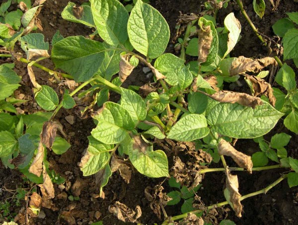 Pl&iacute;seň bramboru