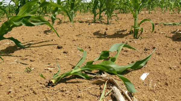 Obr. 3: Po&scaron;kozen&aacute; rostlina ž&iacute;rem larev na kořenov&eacute;m syst&eacute;mu rostliny