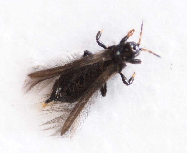 Obr. 3a: Tř&aacute;sněnky jsou velmi mal&eacute; a&nbsp;nav&iacute;c žij&iacute; skrytě pod několika vrstvami palistů kryj&iacute;c&iacute;ch hrachov&aacute; poupata na vrcholech rostlin - unikaj&iacute; tak snadno pozornosti