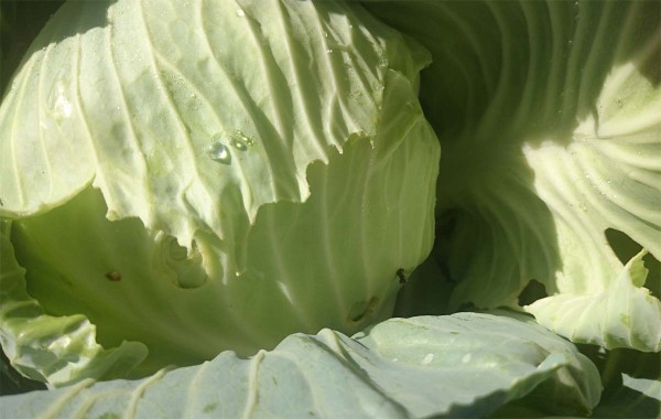 Požerky na hl&aacute;vke kapuste zapr&iacute;činen&eacute; larvami m&ocirc;r