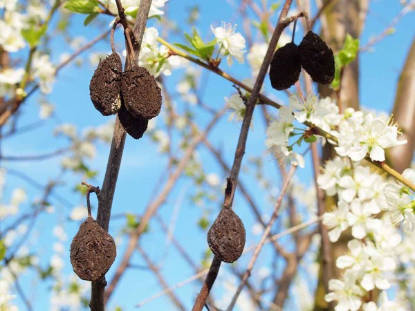 Mumifikovan&eacute; plody jsou zdrojem pro infekci moniliovou sp&aacute;lou