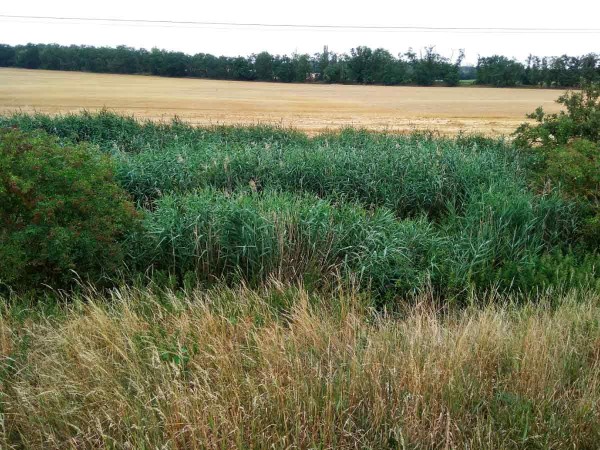 Obr. 1: Odvodňovac&iacute; kan&aacute;ly na řece Jevi&scaron;ovce s&nbsp;pozitivn&iacute;mi v&yacute;skyty bakterie