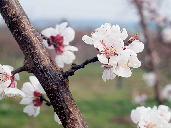 V tepl&yacute;ch oblastech mohou meruňky vykv&eacute;st již na konci března