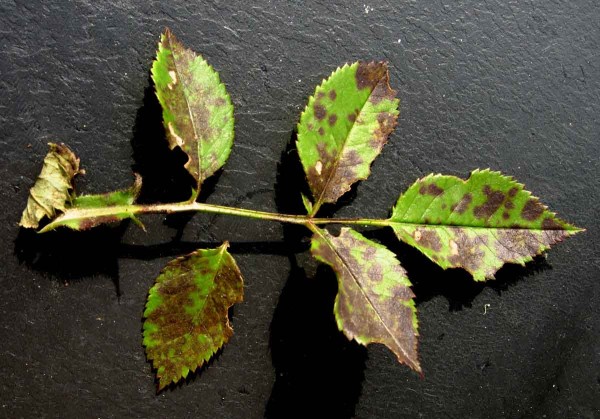 Černá skvrnitost listů růže Černá skvrnitost listů růže