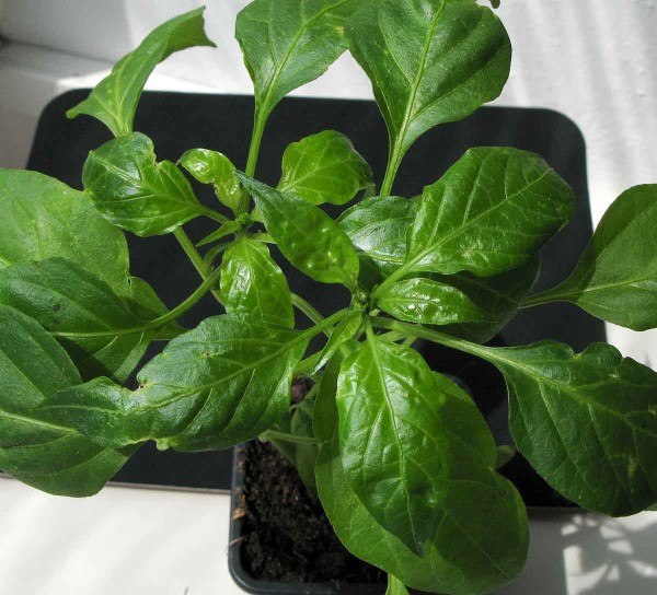 Poškození papriky roztočem P. latus Poškození papriky roztočem P. latus