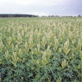 &Uacute;zkolist&aacute; lupina je ran&aacute; a&nbsp;netrp&iacute; antrakn&oacute;zou