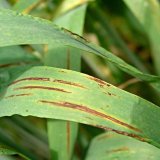 Choroby obilnin (5) - Listové a klasové skvrnitosti ječmene (1) Choroby obilnin (5) - Listové a klasové skvrnitosti ječmene (1)