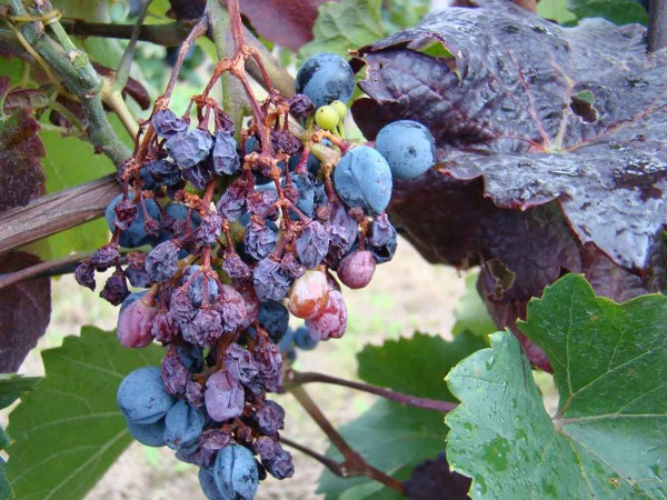 Fytoplazmové žloutnutí a červenání listů révy - zavadání a zasychání hroznu Fytoplazmové žloutnutí a červenání listů révy - zavadání a zasychání hroznu