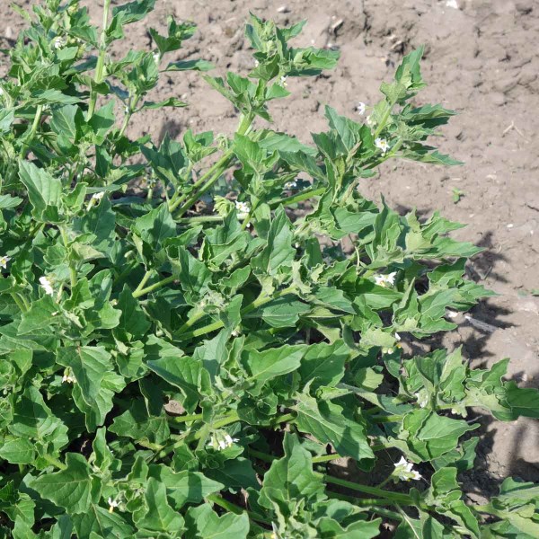 Lilek leskloplod&yacute; již od b&aacute;ze větv&iacute; a&nbsp;může vytv&aacute;řet rostliny až přes metr &scaron;irok&eacute;