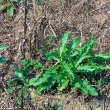 Problematika aplikace neselektivn&iacute;ch herbicidů na strni&scaron;tě