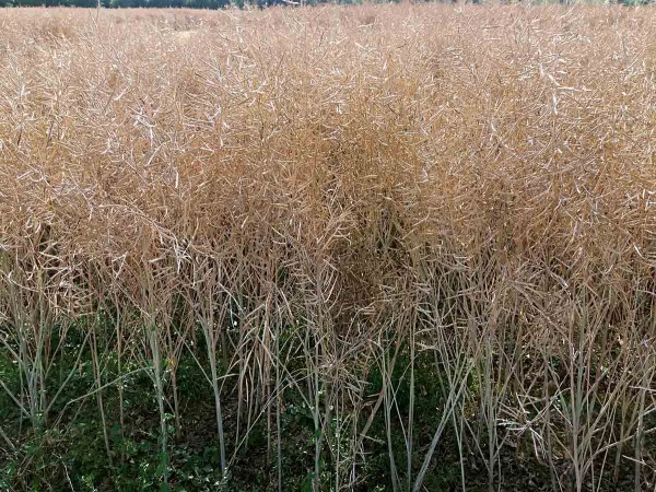 Obr. 1: Napaden&iacute; porostu hl&iacute;zenkou obecnou (foto &copy; D. Bečka)