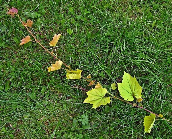 Vrcholov&aacute; chlor&oacute;za r&eacute;vy (kalci&oacute;za)